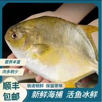 北海金鲳鱼 新鲜冷冻海鲜水产海捕刺少肉嫩顺丰发货（共3.6斤～4斤）