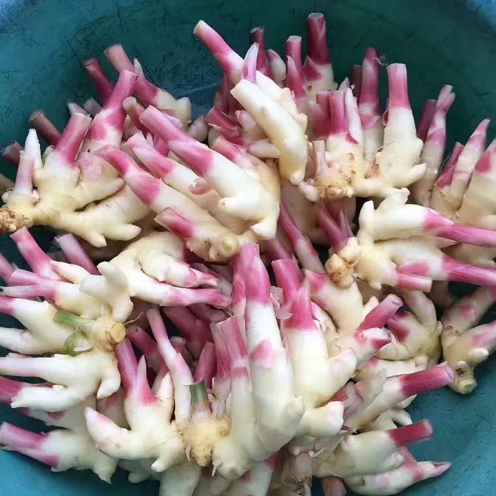 农家自种新鲜红芽嫩姜可腌制泡菜食用