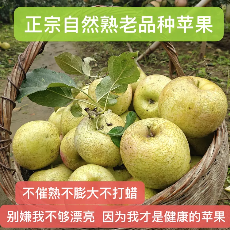 【现摘现发】苏北正宗儿时丑苹果新鲜当季酸甜多汁脆甜皮薄新鲜水果
