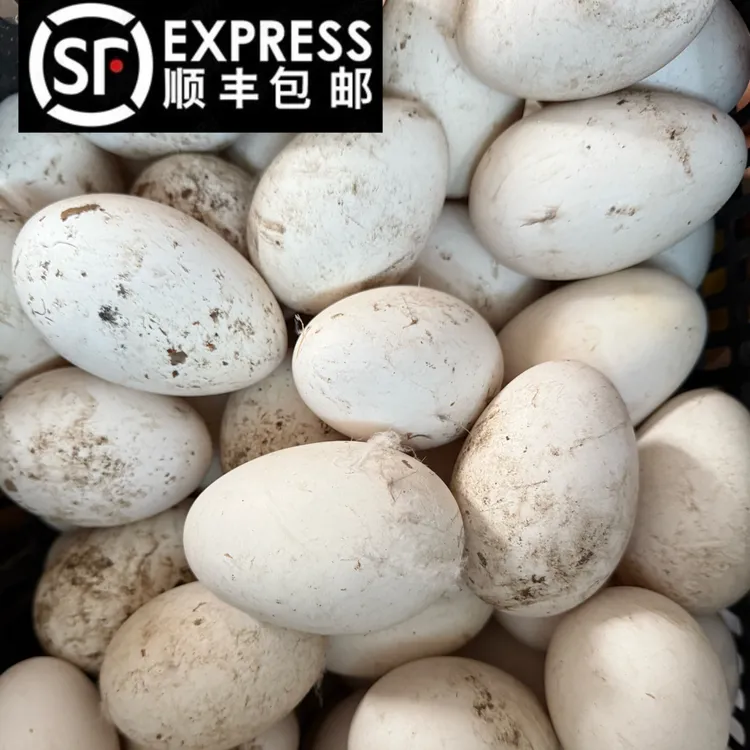 精选农村散养大鹅蛋 （12枚）孕妇期月子期吃着好哦，到货托内取出