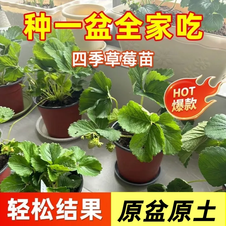 4杯包邮【25年新苗】四季奶油草莓苗盆栽阳台庭院种南北方当年结果