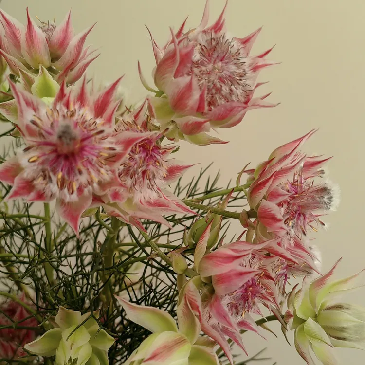 南非新娘花盆栽粉色梦幻花朵新手易养打造浪漫花园氛围