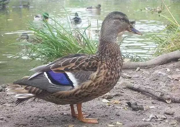 青年鸭母鸭绿壳蛋鸭产蛋高麻鸭肉质鲜嫩土鸭水鸭整只发货
