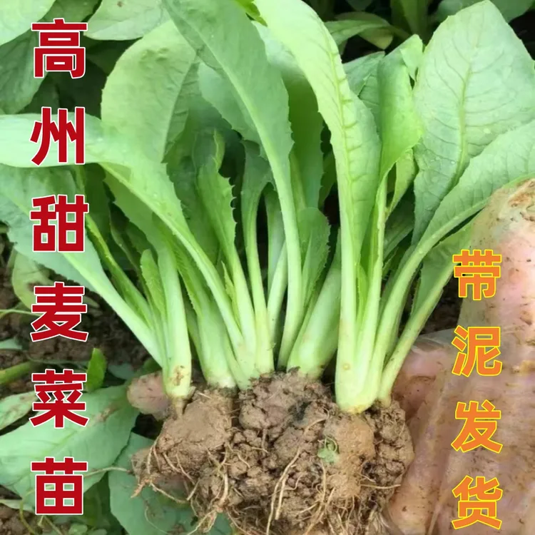 高州甜麦菜苗新鲜上市软口脆甜多汁顺丰包邮可室内种植