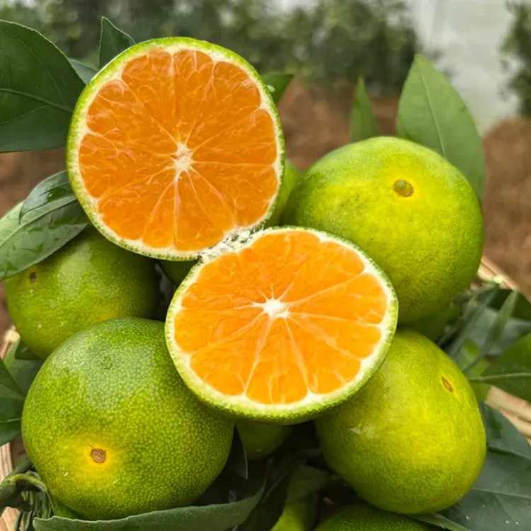 应季孕妇水果现摘新鲜橘子湖北宜昌青皮蜜桔薄皮无籽酸甜多汁橘子