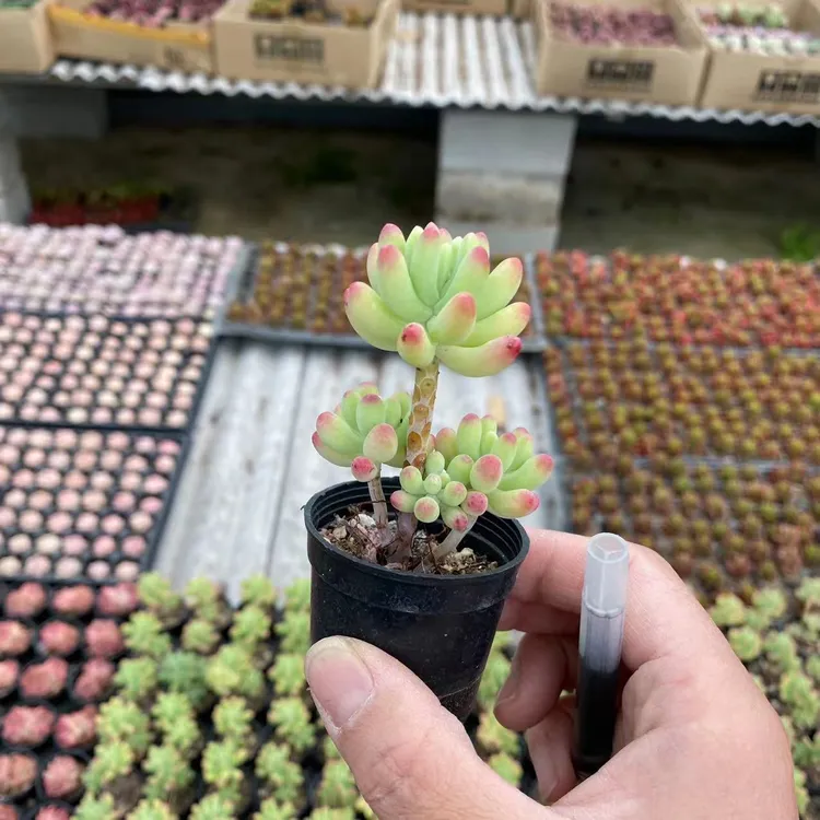 果冻乙女心 实拍6-8cm 带杆子 果冻色 多肉植物基地量大从优
