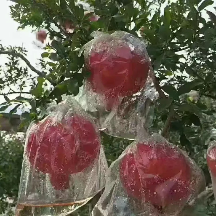 硬籽石榴酸马家坡农户自种酸石榴新鲜当季整箱包邮