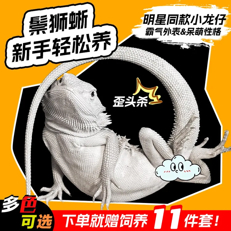 【新奇宠物】活体鬃狮蜥蜴爬宠蜥蜴宠物橙红超白柑橘龙恐龙胡子龙