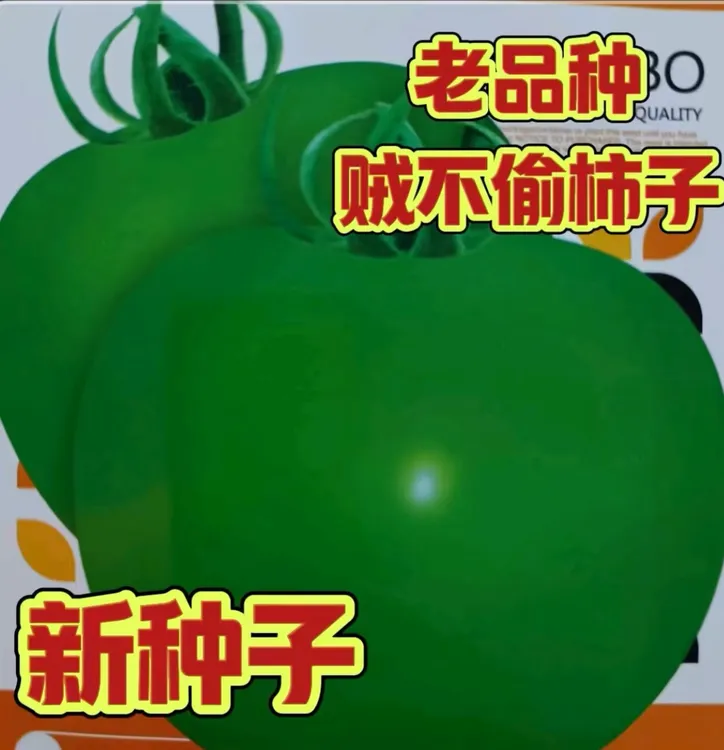 【贼不偷绿柿子种子】盆栽四季小西红柿蔬菜