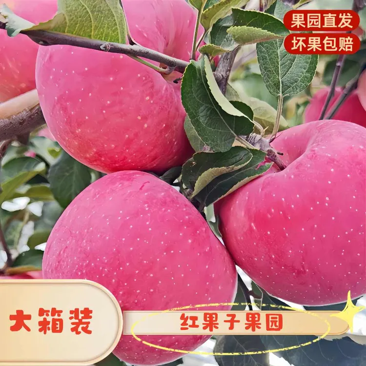 [2025新果]大箱/延安山地红富士苹果/果农现摘直发/脆甜多汁