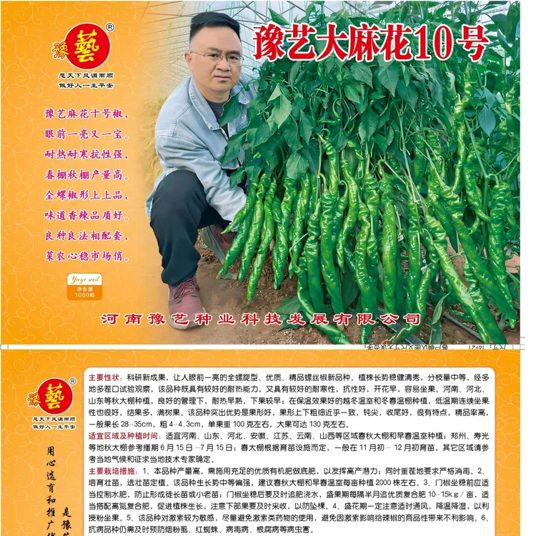  豫艺大麻花10号全螺旋螺丝椒种子 春秋大棚种植高产果形长