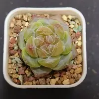 没凑够9.9米小穴苗发一颗，满9.9包邮