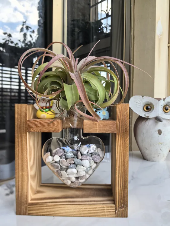 青绿 家居绿植 神奇的空气凤梨 趣味潮流设计 陌上花