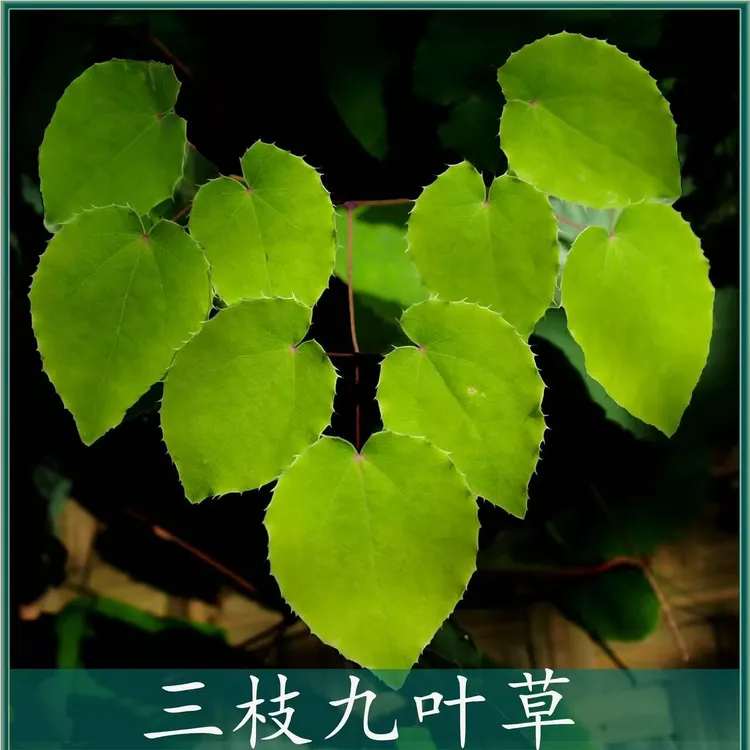 甘肃小圆叶三枝九叶草纯叶片可搭配枸杞黄芪泡水泡酒
