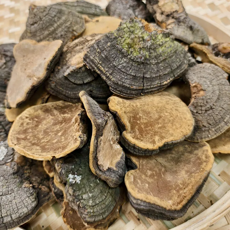【西藏产地】正宗西藏桑芝芝菌菇500g 精美礼品袋包装 煲汤泡酒泡水