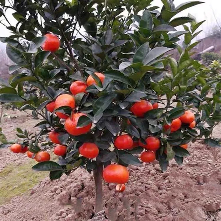 纯甜无籽嫁接橘子树苗 南北方盆栽地栽阳台小院均可种植