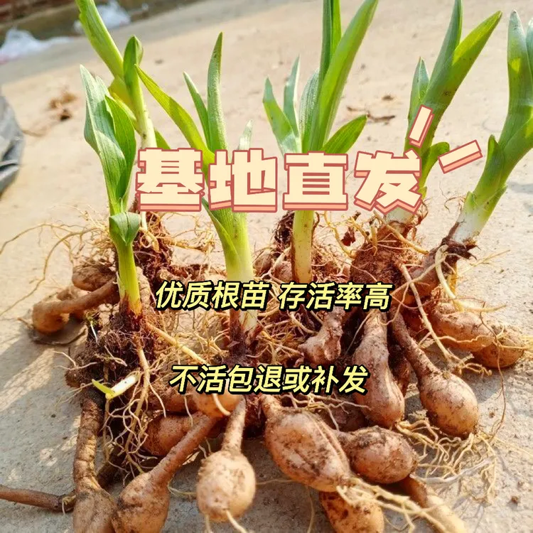 金针黄花菜种子种苗 阳台盆栽观赏食用 四季种植多年生忘忧草根苗商品图