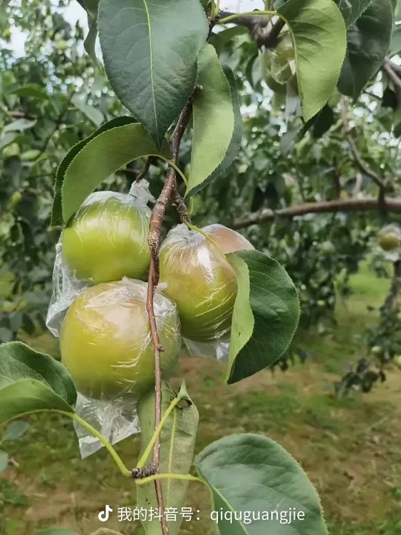 山西省隰县高塬旱地玉露香梨4颗装，每颗6俩左右装，每盒2.5斤左右