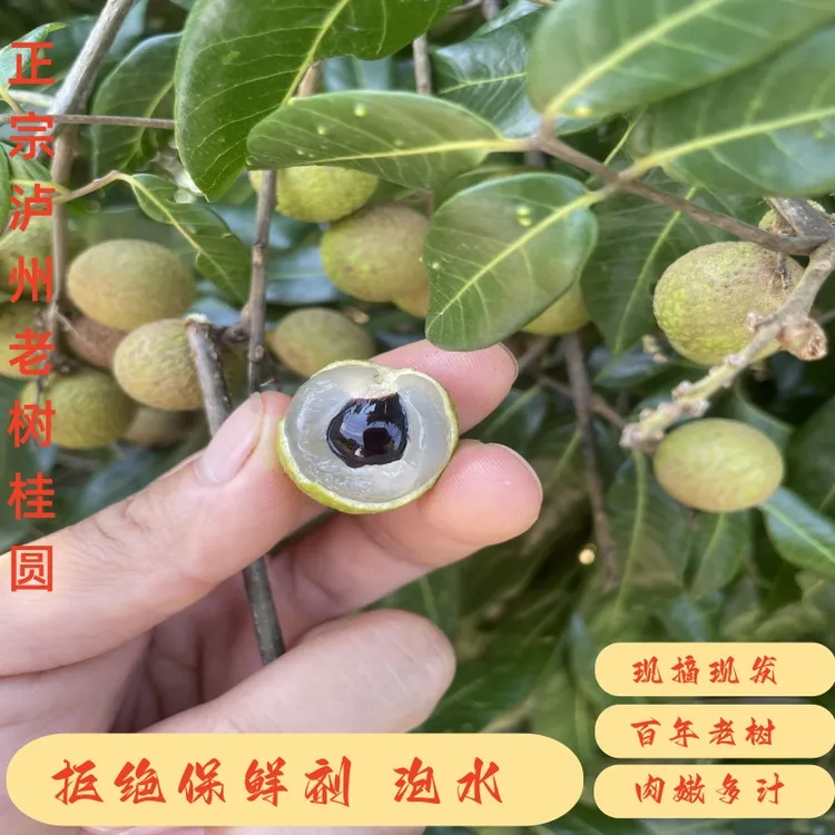 【全国包邮】四川泸州桂圆龙眼现摘现发新鲜肉厚应季水果