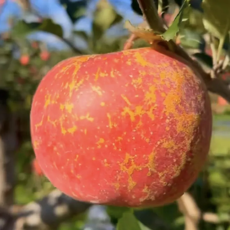 正宗云南昭通糖心丑苹果当季现摘现发脆甜多汁新鲜脆甜苹果vs