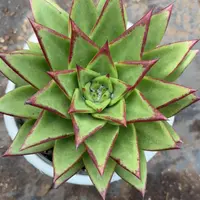 口红 多肉植物新手好养（全店满9.99包邮）