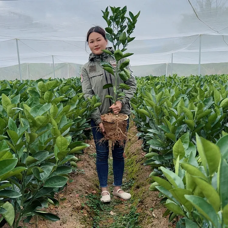正宗赣南脐橙纽荷尔脐橙树苗杯苗发货原盆原土盆栽绿植室内外可种