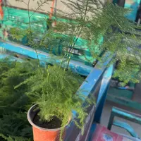 全部花苞文竹随单走