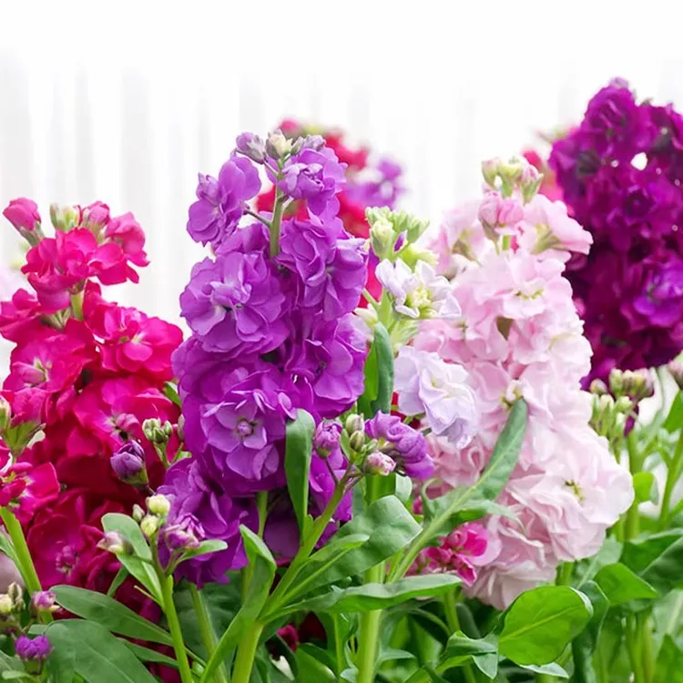 【新疆西藏包邮】紫罗兰花种子四季耐寒耐热易种阳台花卉紫罗蓝种籽