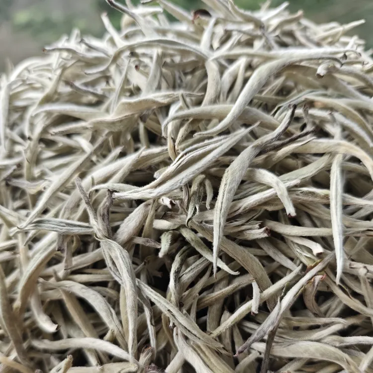 2025年云南（大白芽）新茶白毫银针清香清甜散茶