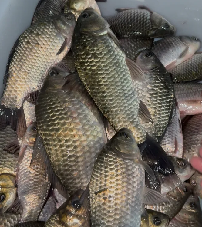 微山湖野生鲫鱼大号鲫鱼拍4发5煲汤奶白孕产妇必备顺丰包邮