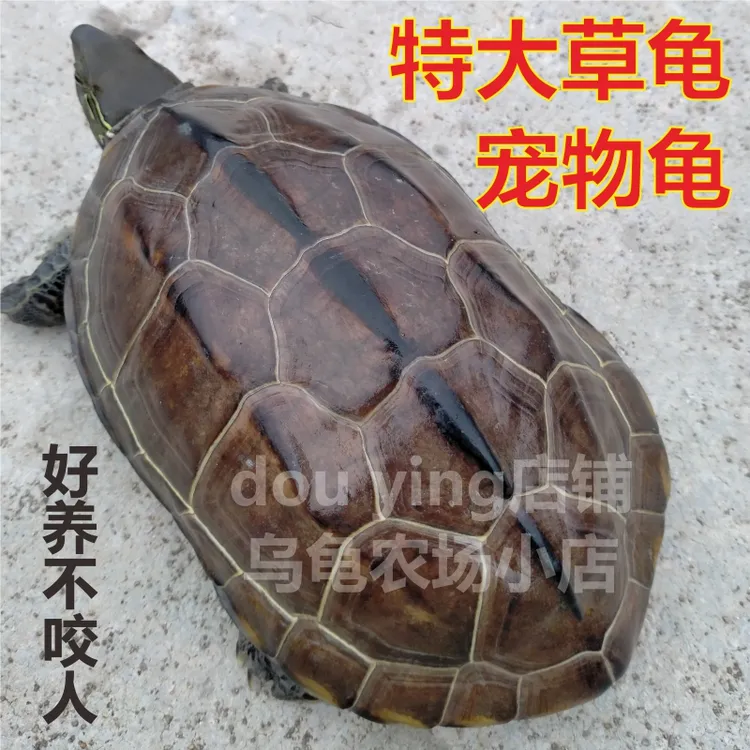 大乌龟活体外塘中华草龟家养宠物龟大草龟招财长寿冷水活龟宠