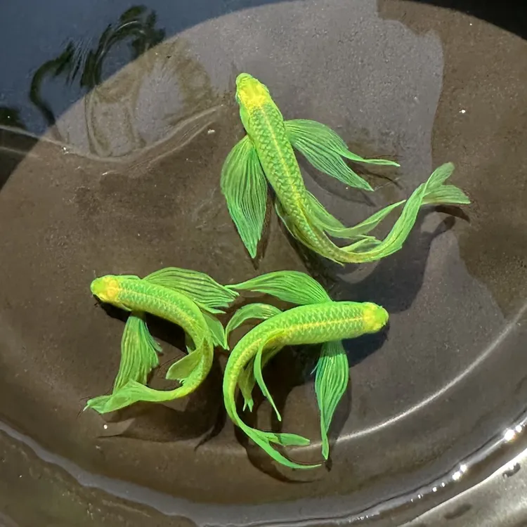 精品蝶翼翡翠绿斑马鱼小型热带鱼观赏鱼苗冷水鱼鱼缸孔雀鱼