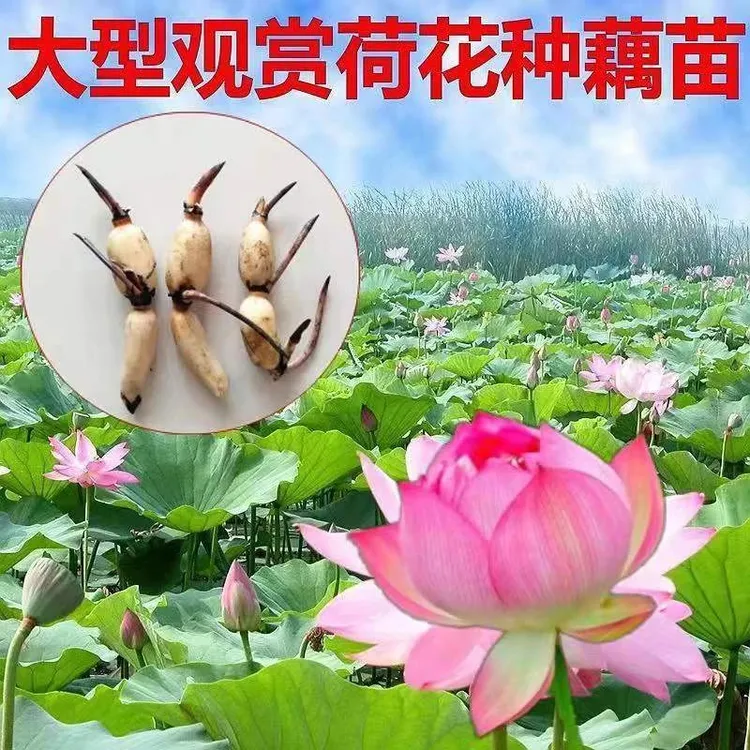【观赏荷花藕苗】水养大型观赏可食用荷花苗莲花重瓣四季水生