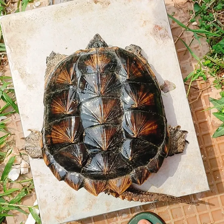 基地现抓食用龟北美活体大乌龟包鲜活到家品质保证便宜