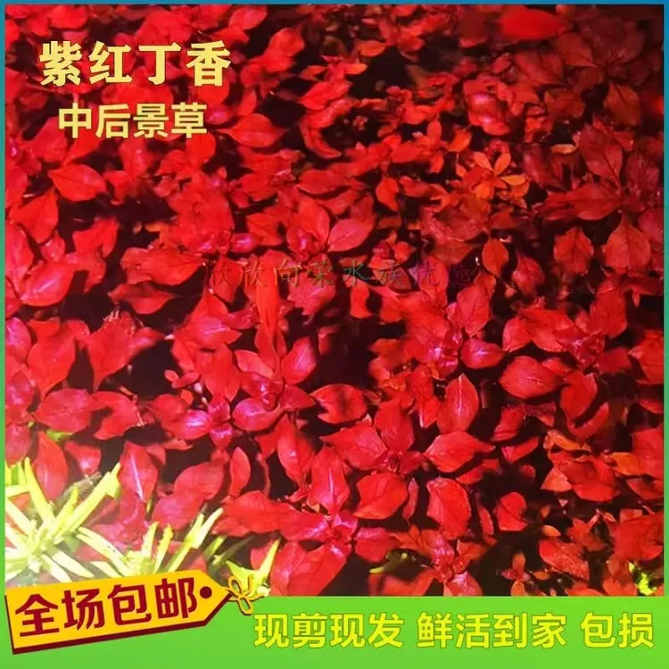 紫红丁香坨草鱼缸造景水草新手好养懒人水下叶植物