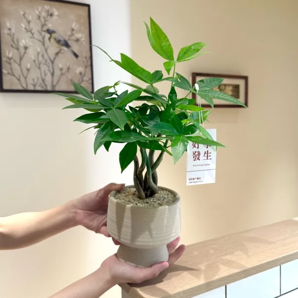 直播优选奇趣发财树幸福树盆栽盆景室内办公室前台桌面花卉绿植商品图