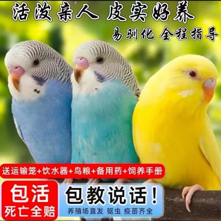 奉贝乐手养虎皮鹦鹉活鸟会学说话手养宠物可繁殖幼鸟