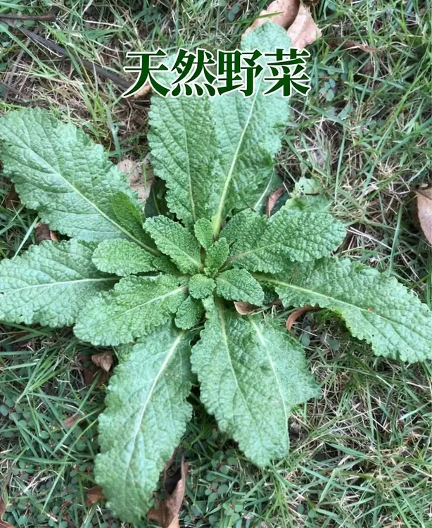 2025年野生蛤蟆草新鲜现挖现发人工精选连根带叶天然野菜蛤蟆草