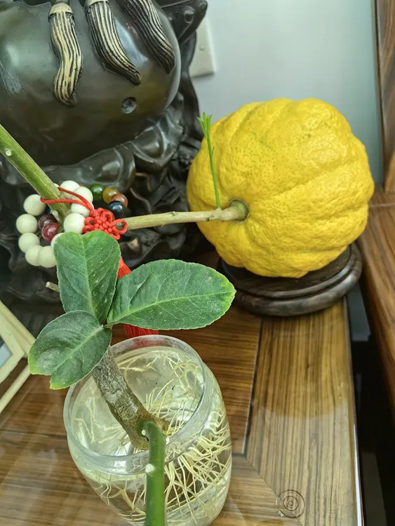 (新人福利）新鲜现摘香橼可闻香可盘玩云南香橼果水果