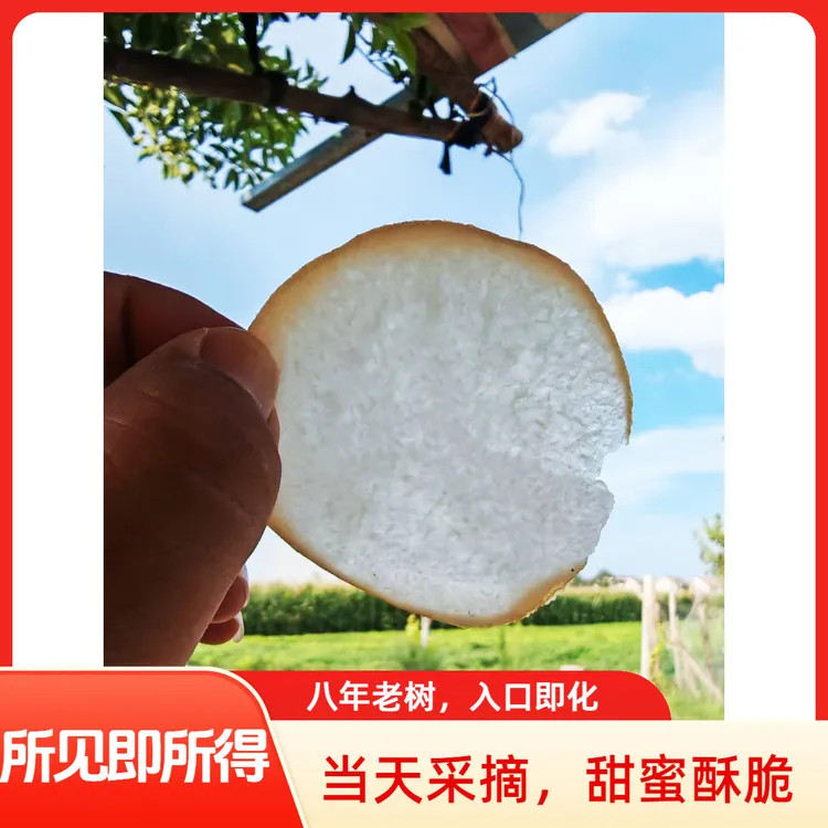 头茬秋月梨现摘现发当季应季水果细腻香甜多汁5斤冰糖芯