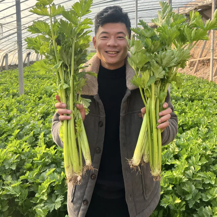 河南绿色认证现砍现发农家自种精品西芹榨汁脆嫩可生吃蔬菜带根