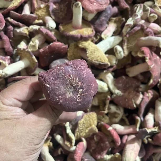 25年新的河南野生红菇中的三角菇，煲汤滋补佳品，特价全部炸掉