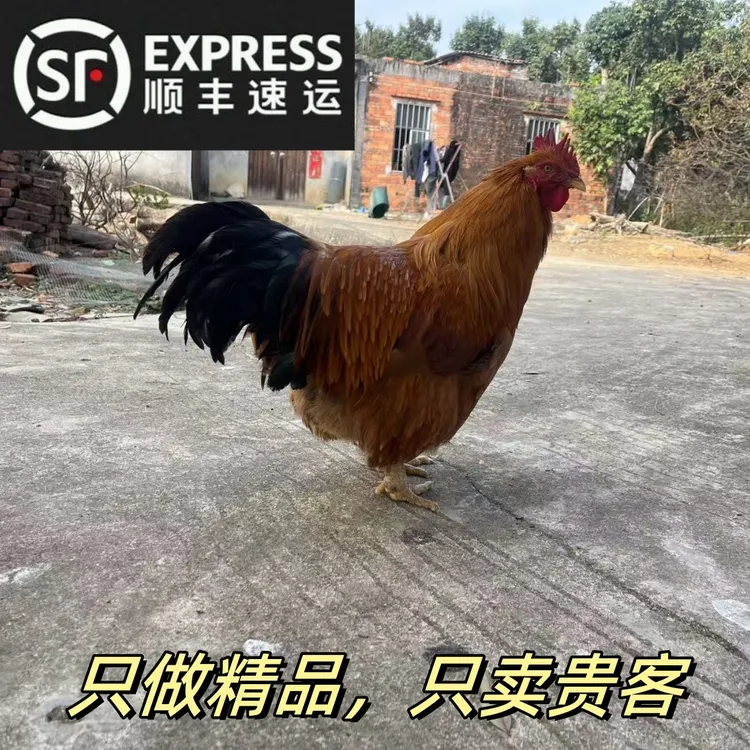 【顺丰冷链】养足300天的广西走地阉鸡，只喂象草，山林放养，月子滋补
