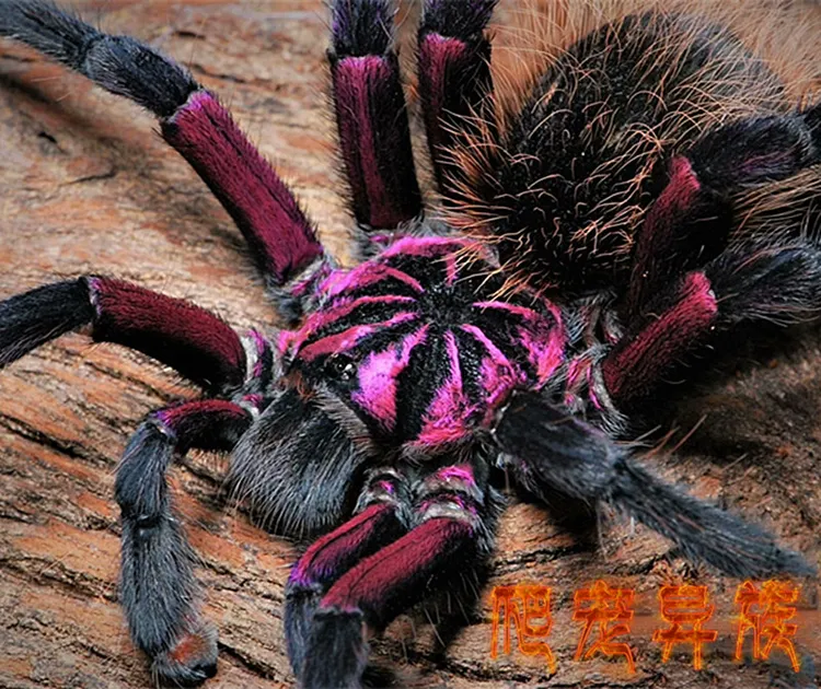红镭射蜘蛛哥伦比亚梦幻红镭射X属稀有种大型高端收藏款品种Mega