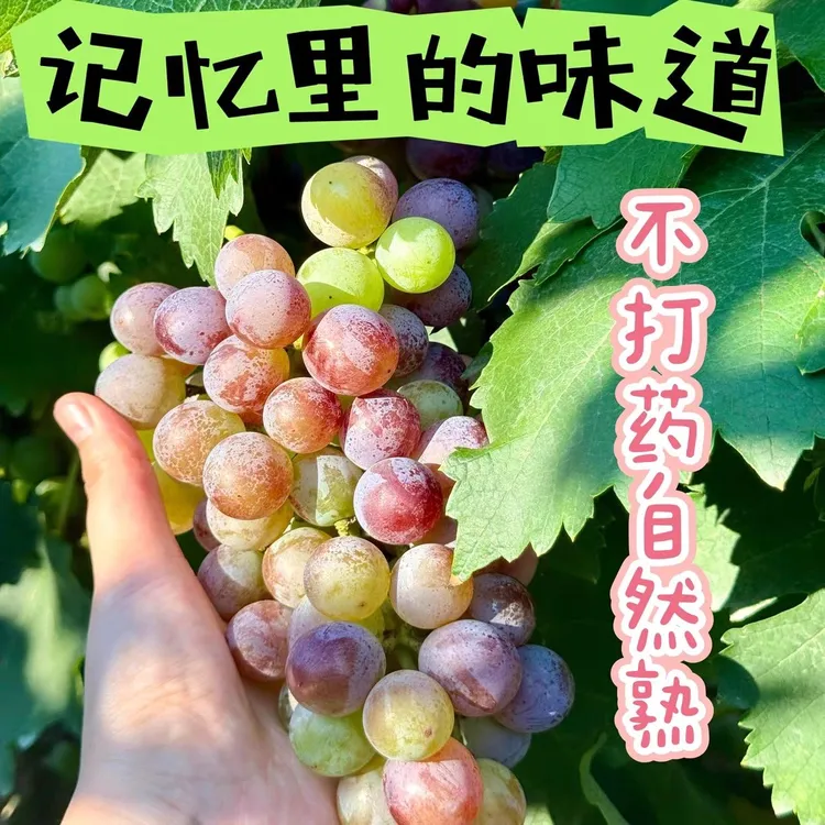 经典巨峰葡萄自然成熟儿时味道产地直发顺丰包邮