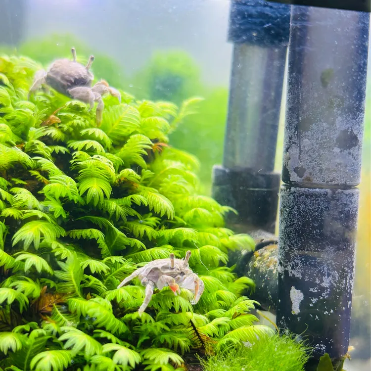 观赏蟹豆豆蟹宠物蟹迷你辣椒蟹淡水深水可养水族用品