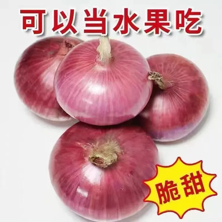 水果洋葱新鲜现挖水果扁洋葱蔬菜正宗扁红洋葱脆甜生吃微甜5斤 装