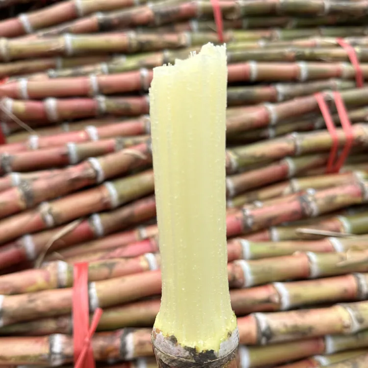 云南脆皮甘蔗现砍现发脆甜可口皮薄汁多高山种植自然生长