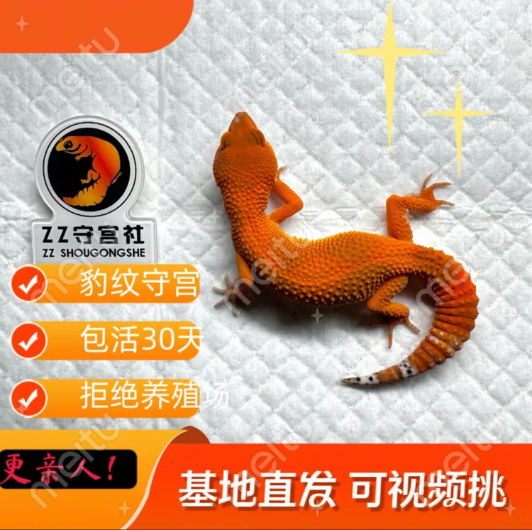蜜橘白黄高端选育豹纹守宫爬宠温顺好养