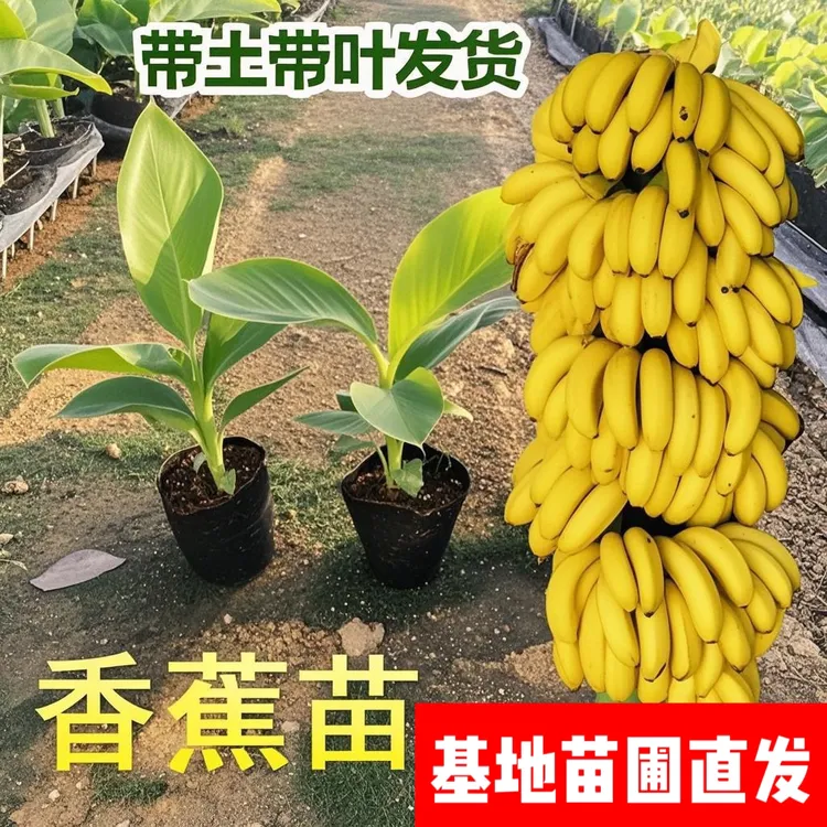 矮脚香蕉树苗短期结果产量高矮化香蕉树阳台庭院盆栽树香蕉苗